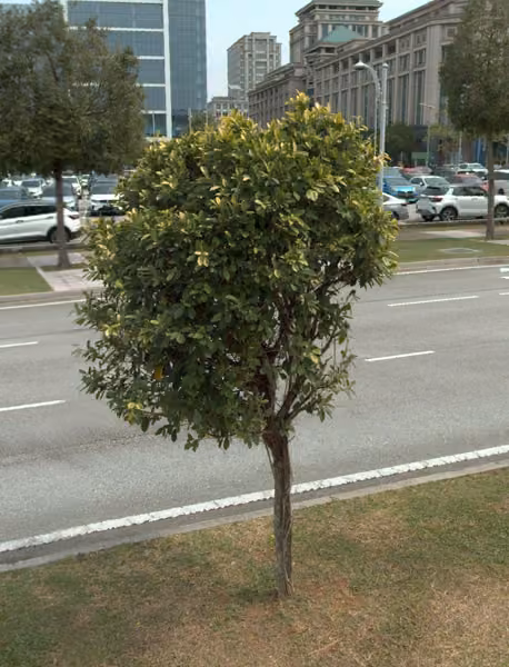 tree photo