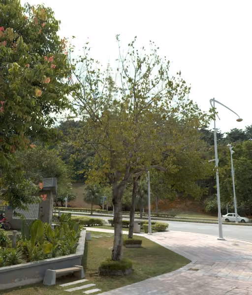 tree photo