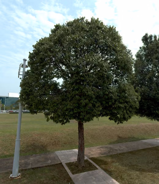 tree photo