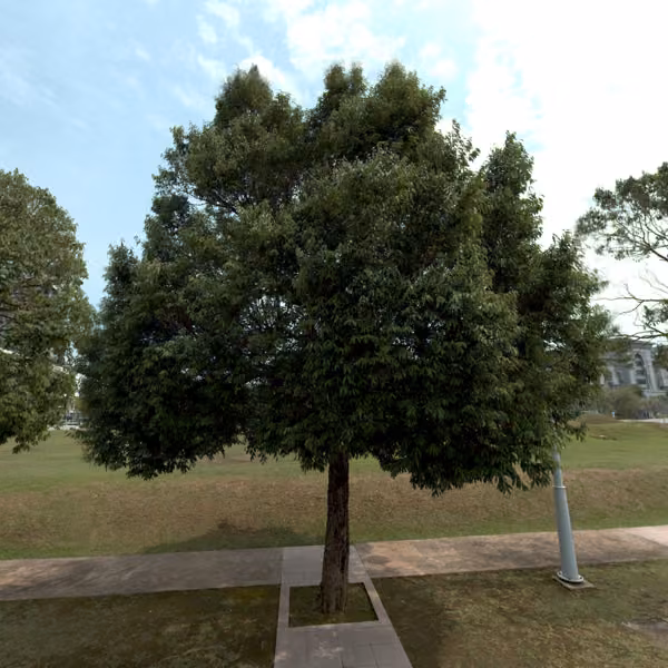 tree photo