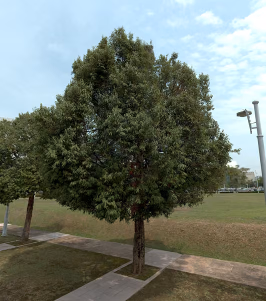 tree photo