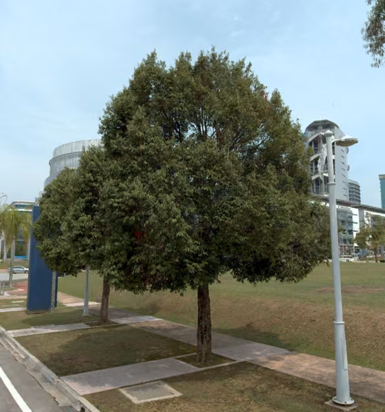 tree photo