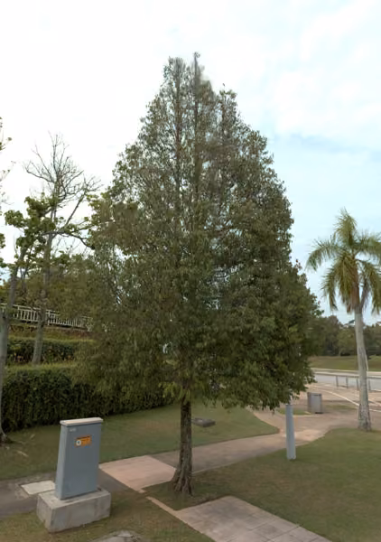 tree photo