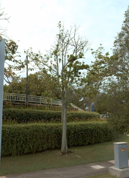tree photo