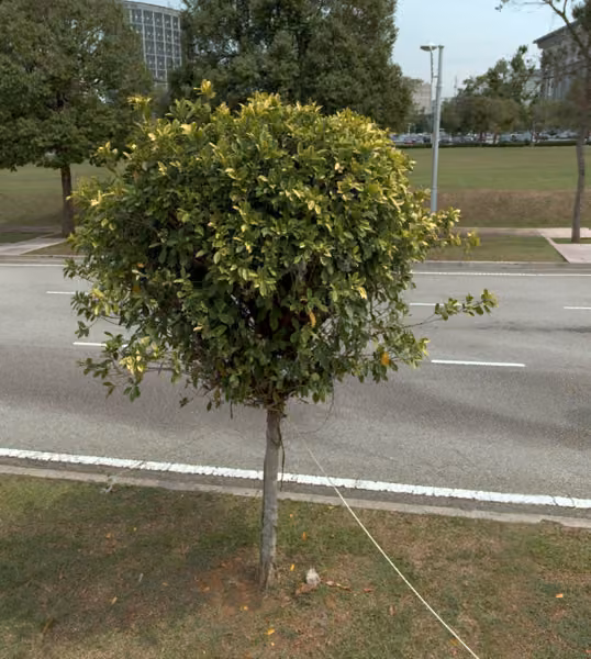tree photo