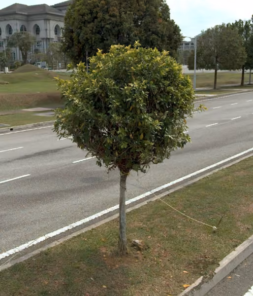 tree photo