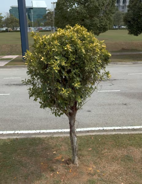 tree photo