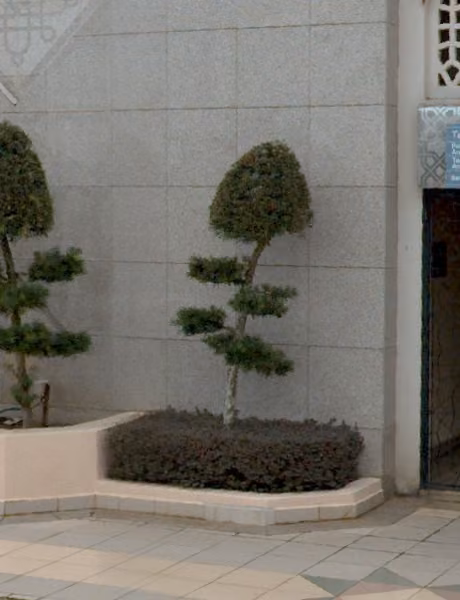 tree photo