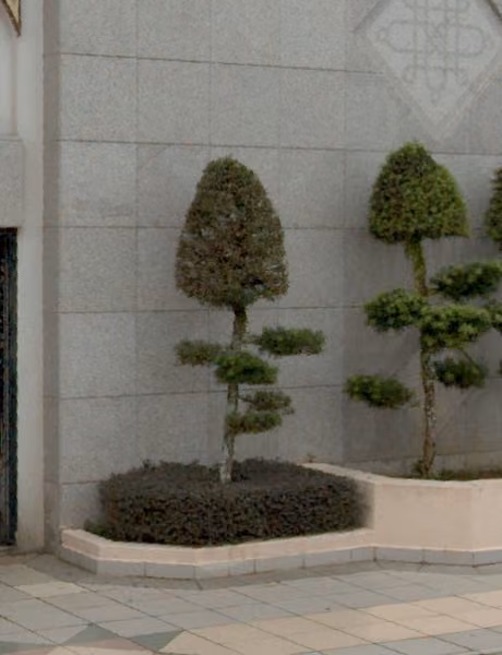 tree photo