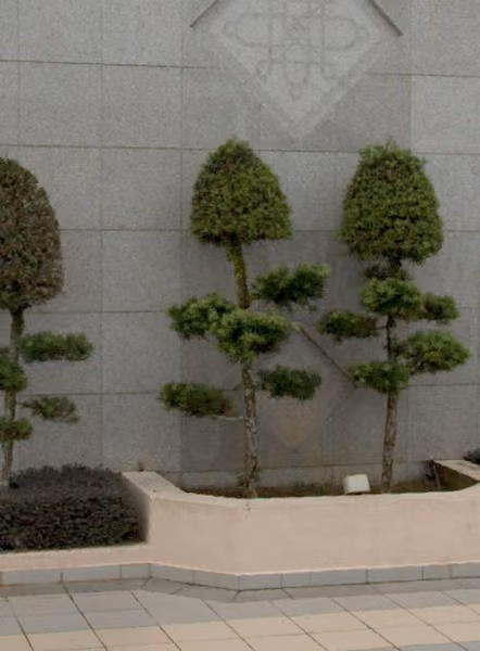 tree photo