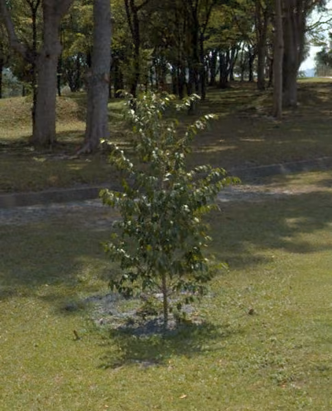 tree photo