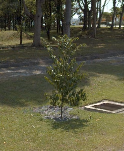 tree photo