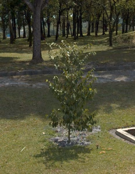 tree photo