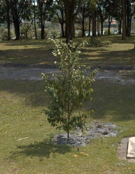 tree photo