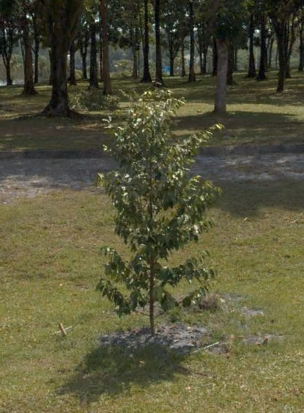 tree photo