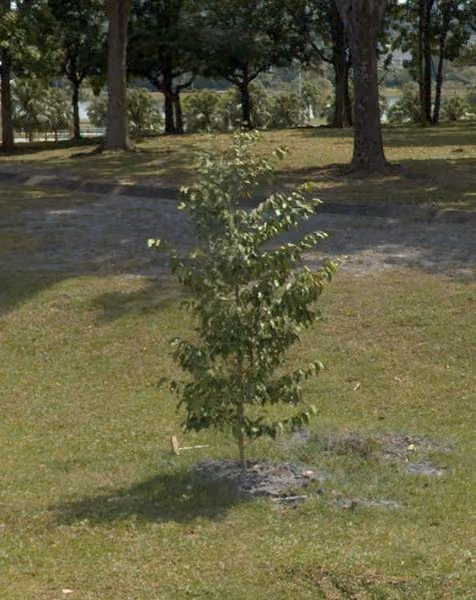 tree photo