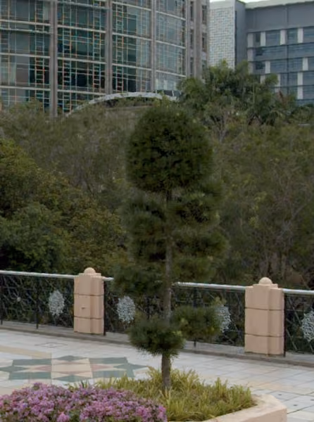 tree photo