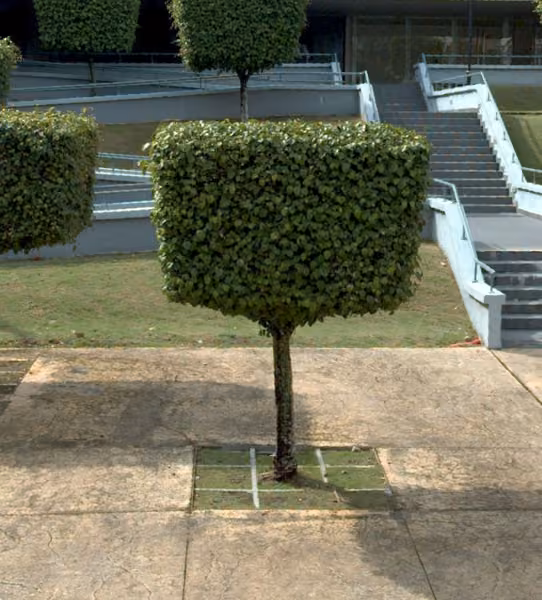 tree photo