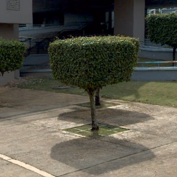 tree photo