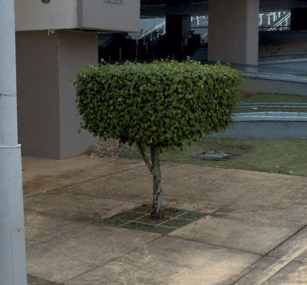 tree photo