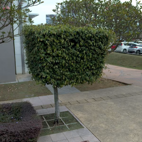 tree photo