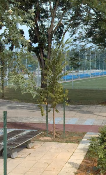 tree photo