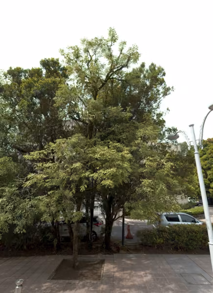 tree photo