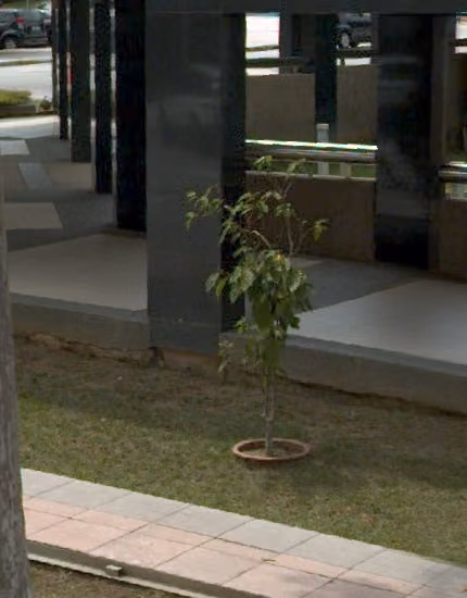 tree photo