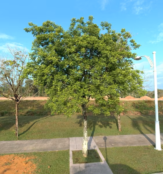 tree photo