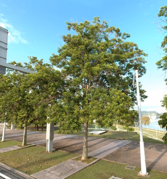 tree photo