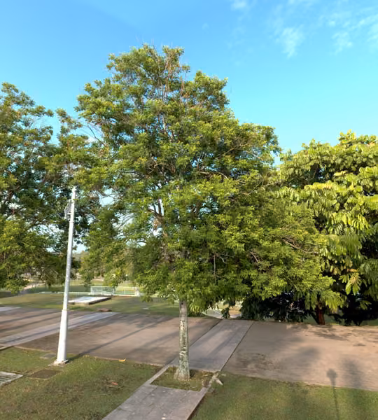 tree photo