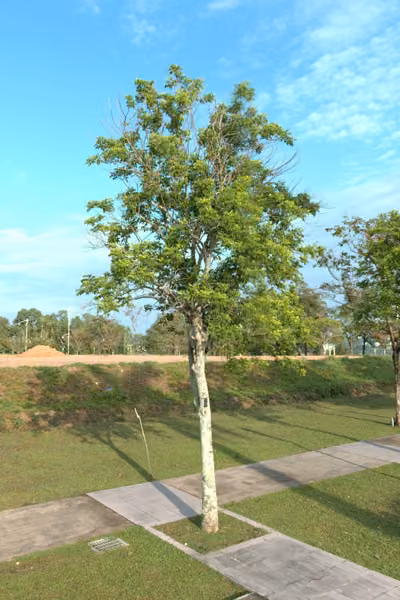 tree photo
