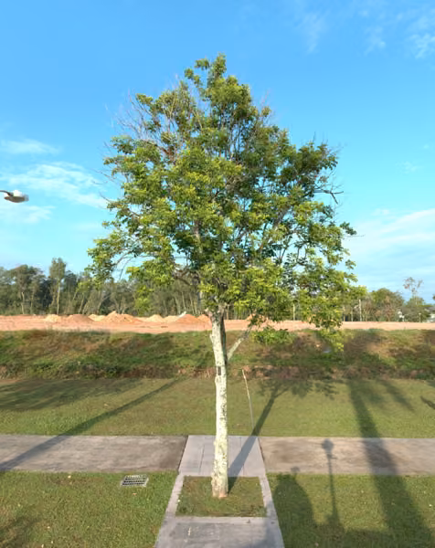 tree photo