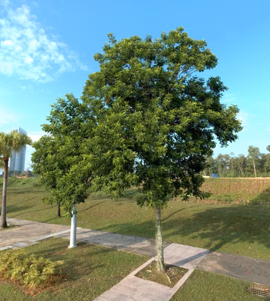 tree photo