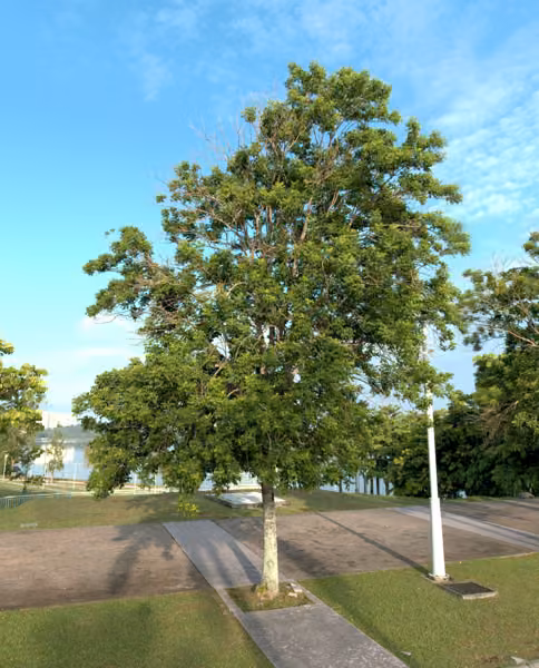 tree photo