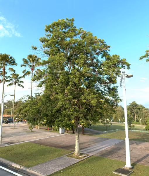 tree photo