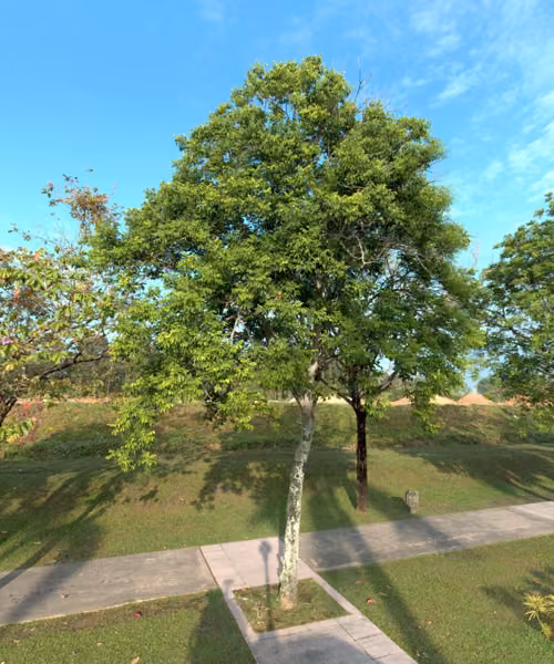 tree photo
