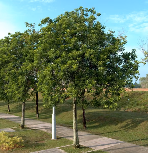 tree photo