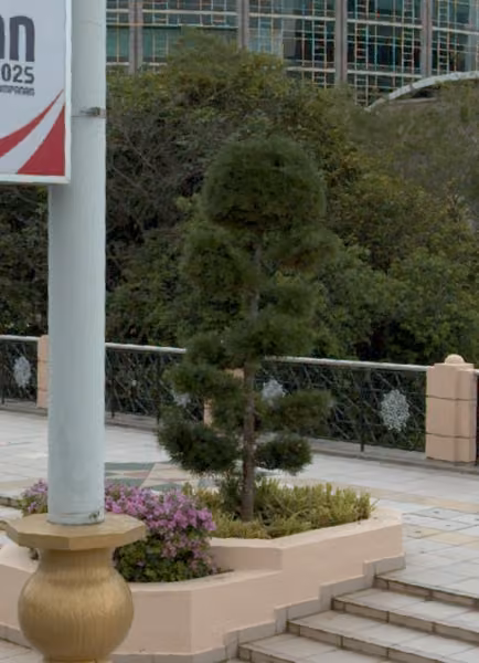 tree photo