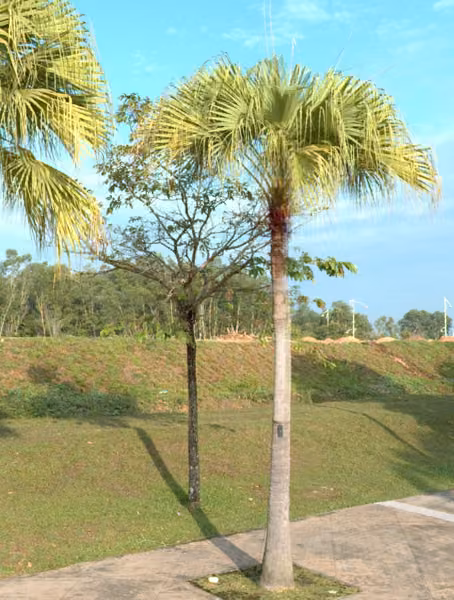 tree photo
