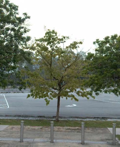 tree photo