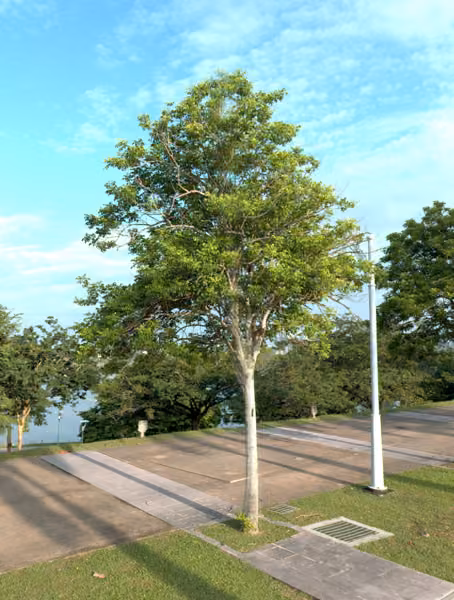 tree photo