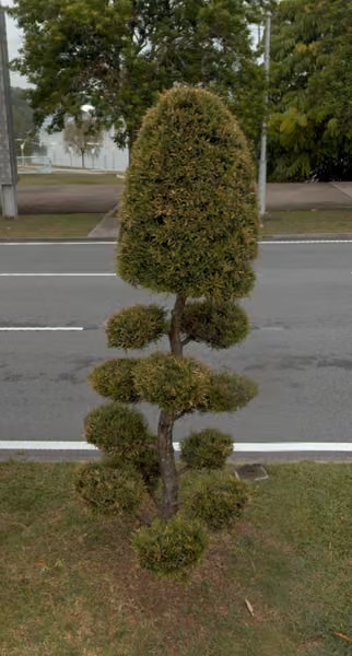 tree photo
