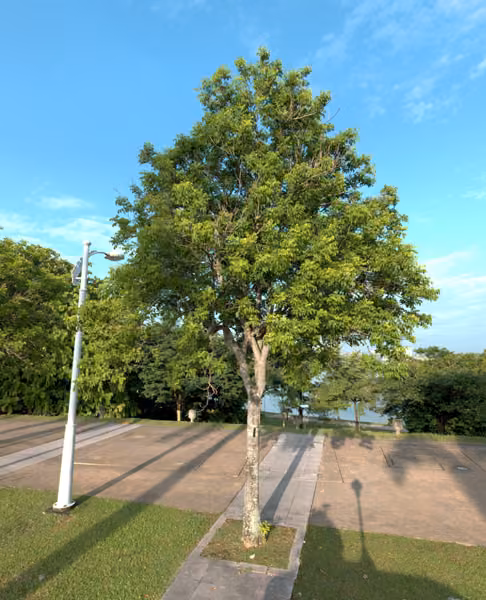 tree photo