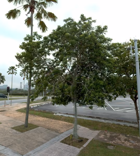 tree photo