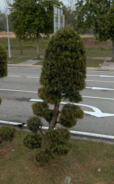tree photo