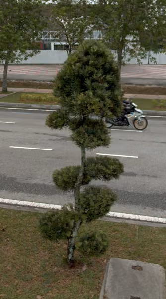 tree photo