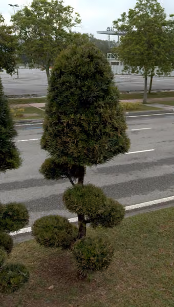 tree photo