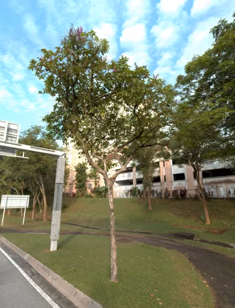tree photo