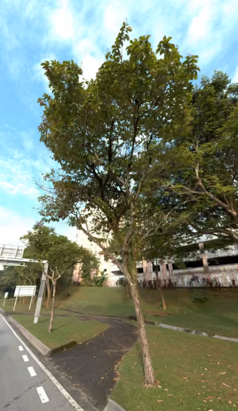 tree photo